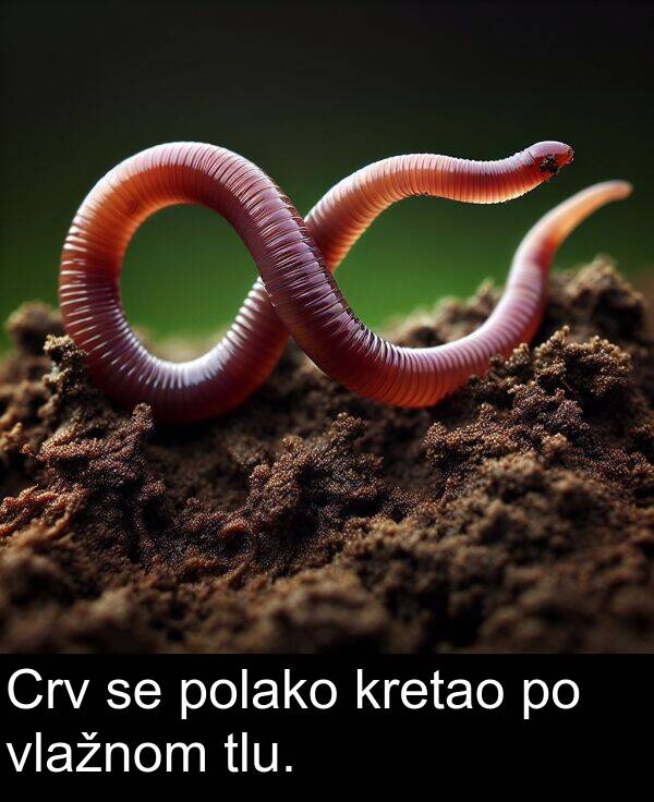 tlu: Crv se polako kretao po vlažnom tlu.