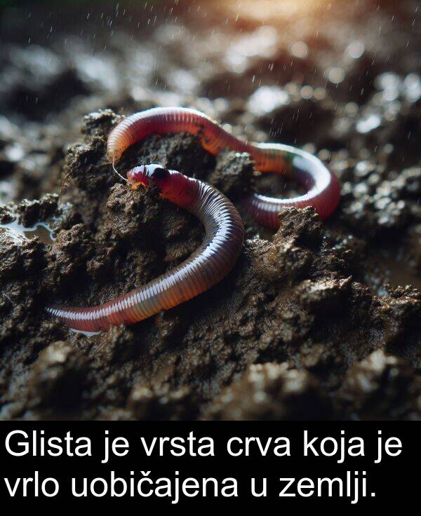 uobičajena: Glista je vrsta crva koja je vrlo uobičajena u zemlji.