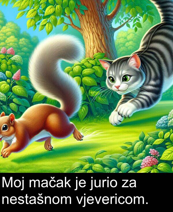 mačak: Moj mačak je jurio za nestašnom vjevericom.