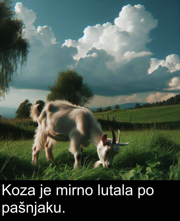 pašnjaku: Koza je mirno lutala po pašnjaku.