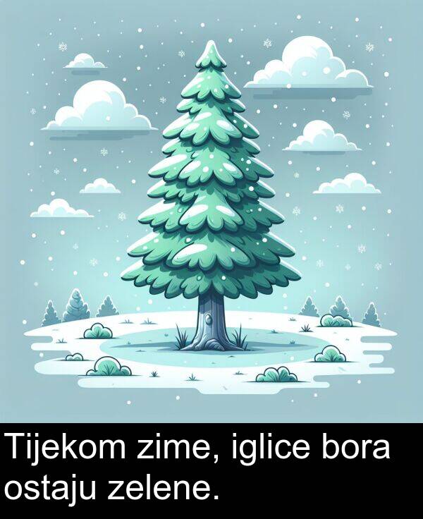 iglice: Tijekom zime, iglice bora ostaju zelene.