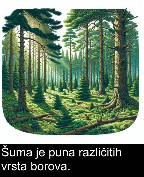 puna: Šuma je puna različitih vrsta borova.