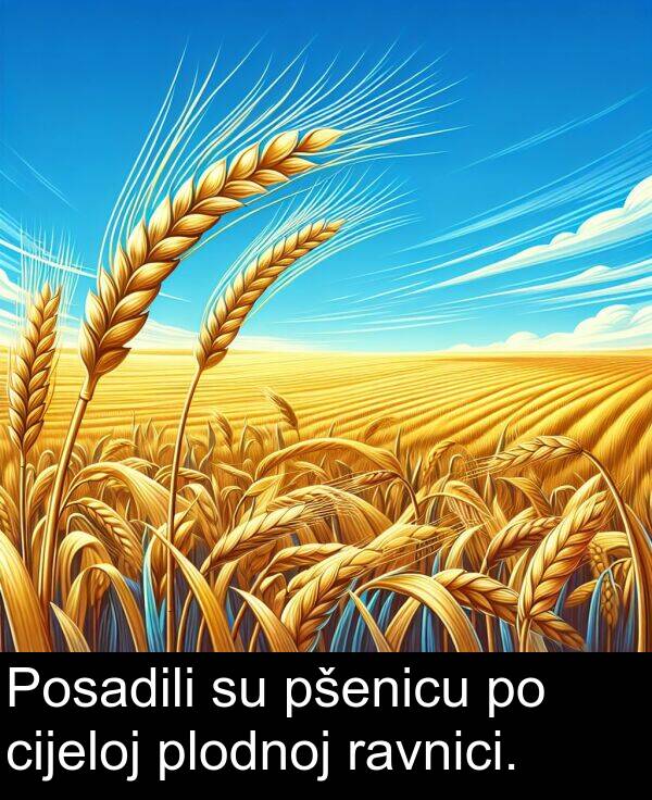 cijeloj: Posadili su pšenicu po cijeloj plodnoj ravnici.
