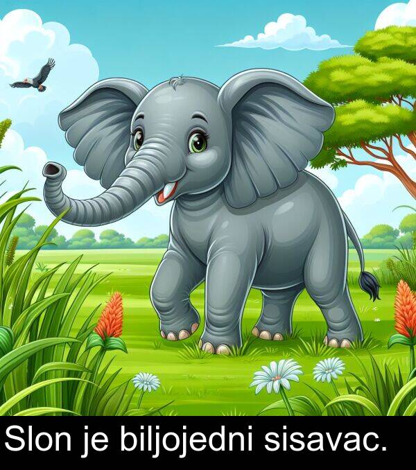 biljojedni: Slon je biljojedni sisavac.