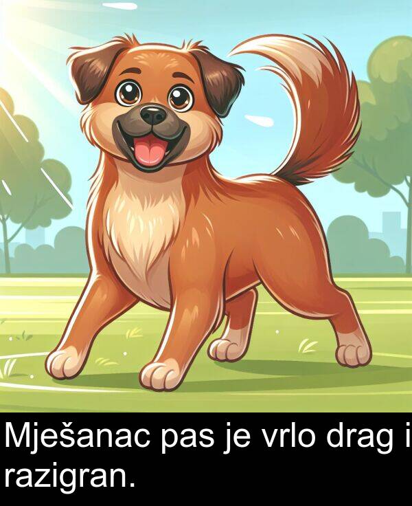 drag: Mješanac pas je vrlo drag i razigran.