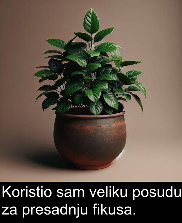 fikusa: Koristio sam veliku posudu za presadnju fikusa.