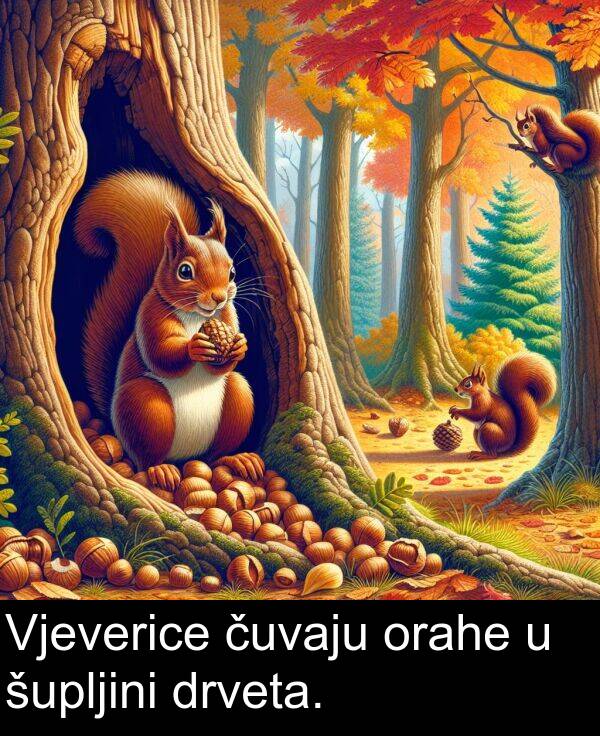 čuvaju: Vjeverice čuvaju orahe u šupljini drveta.