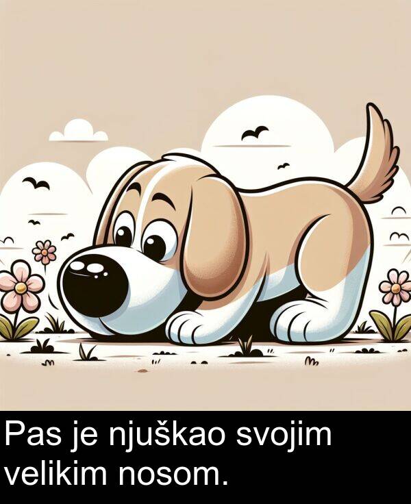 velikim: Pas je njuškao svojim velikim nosom.