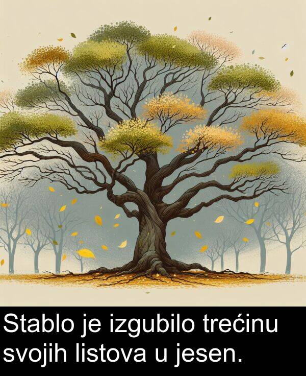 svojih: Stablo je izgubilo trećinu svojih listova u jesen.