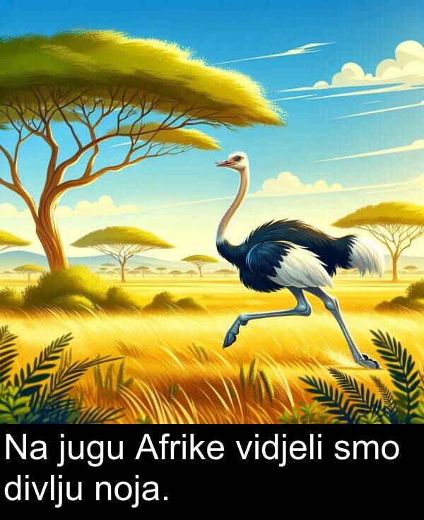 divlju: Na jugu Afrike vidjeli smo divlju noja.