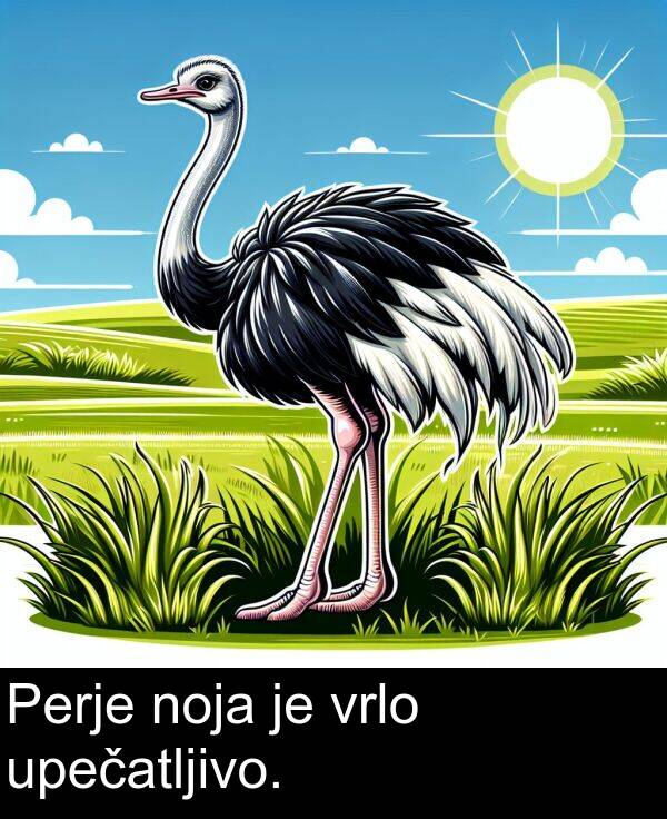 noja: Perje noja je vrlo upečatljivo.