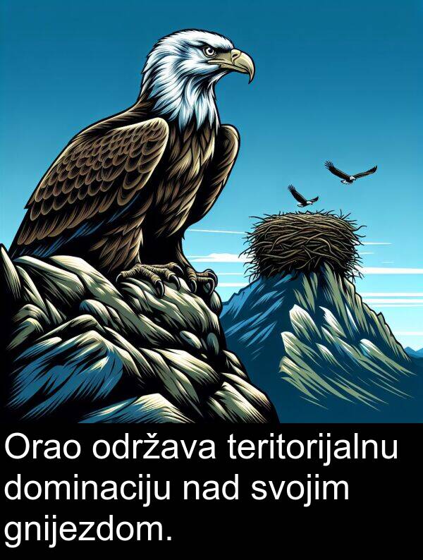 teritorijalnu: Orao održava teritorijalnu dominaciju nad svojim gnijezdom.
