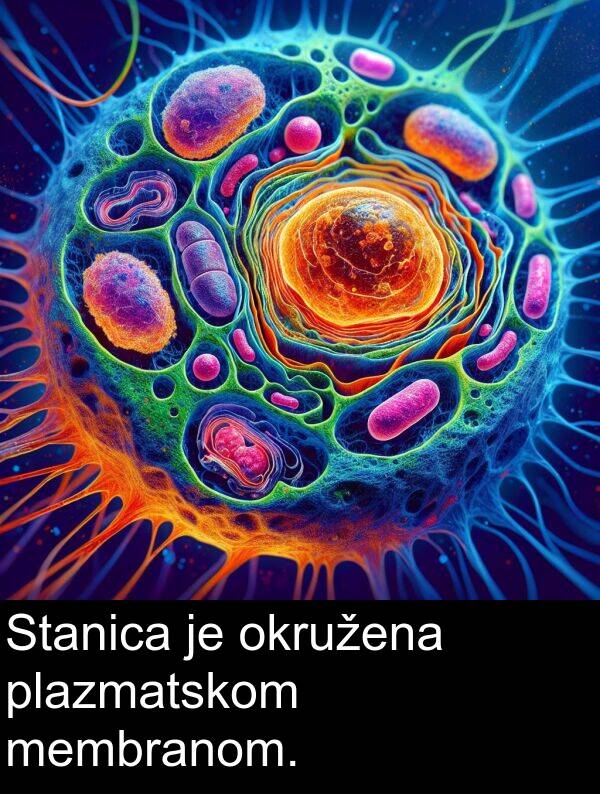membranom: Stanica je okružena plazmatskom membranom.