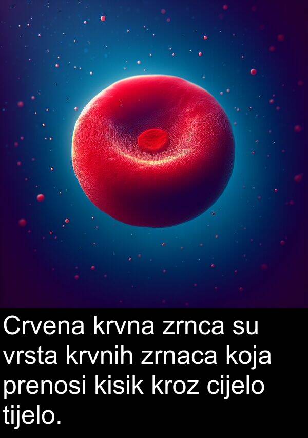cijelo: Crvena krvna zrnca su vrsta krvnih zrnaca koja prenosi kisik kroz cijelo tijelo.