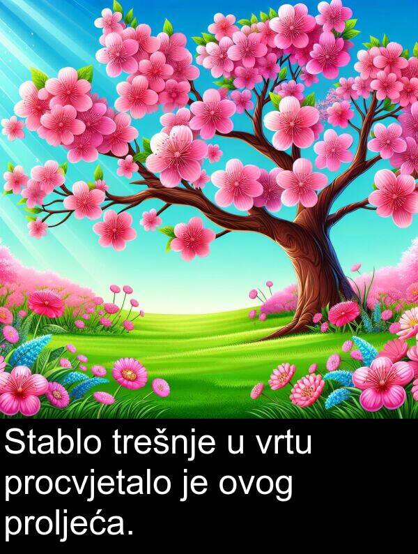 proljeća: Stablo trešnje u vrtu procvjetalo je ovog proljeća.