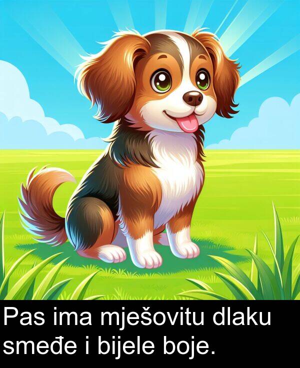 ima: Pas ima mješovitu dlaku smeđe i bijele boje.