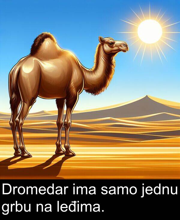 ima: Dromedar ima samo jednu grbu na leđima.