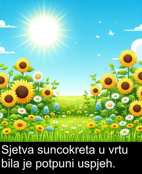 vrtu: Sjetva suncokreta u vrtu bila je potpuni uspjeh.