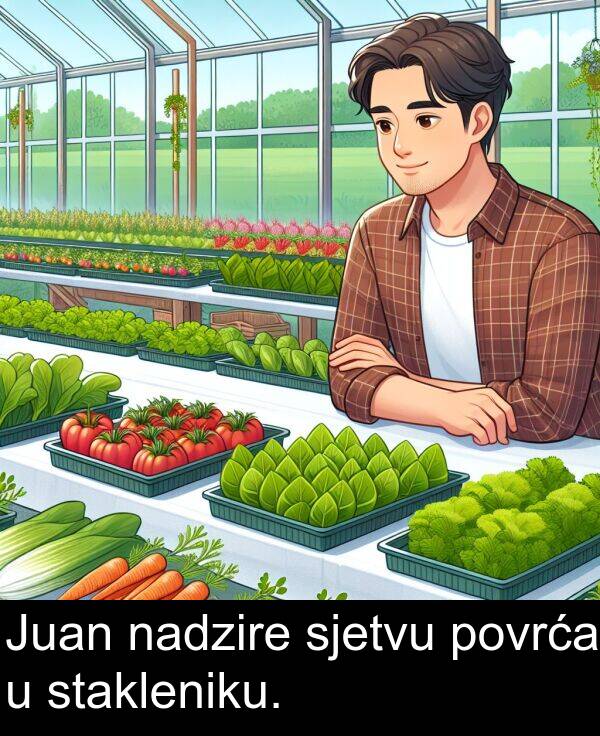 nadzire: Juan nadzire sjetvu povrća u stakleniku.