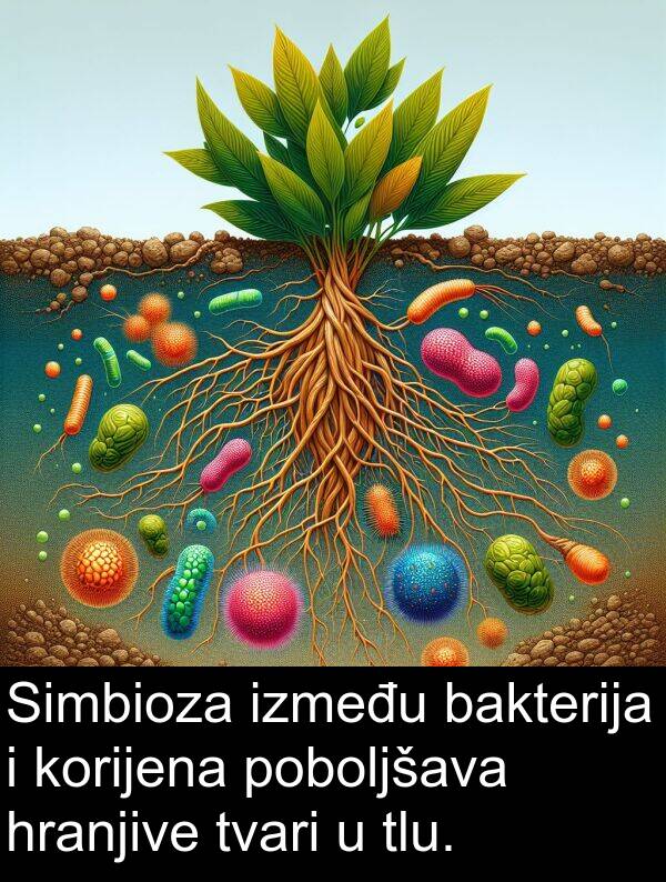 bakterija: Simbioza između bakterija i korijena poboljšava hranjive tvari u tlu.