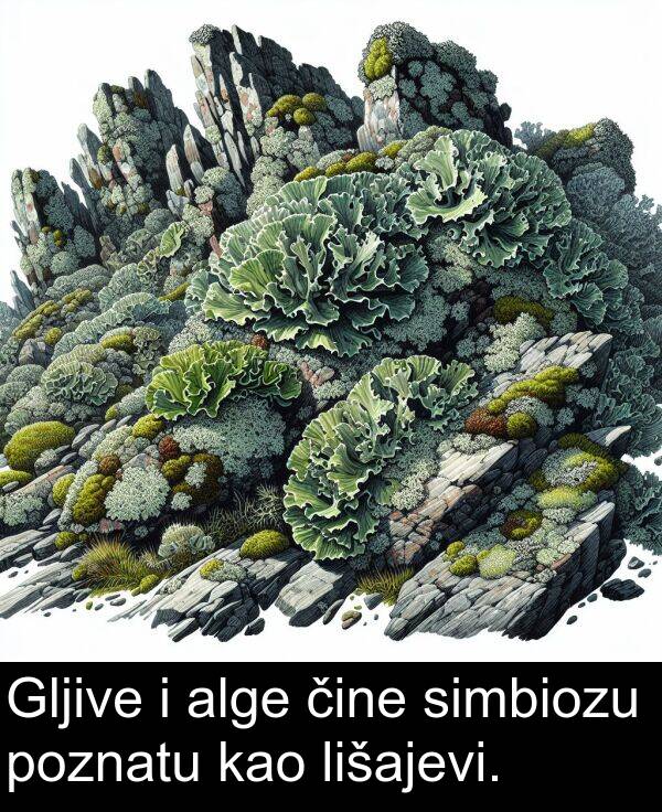 kao: Gljive i alge čine simbiozu poznatu kao lišajevi.
