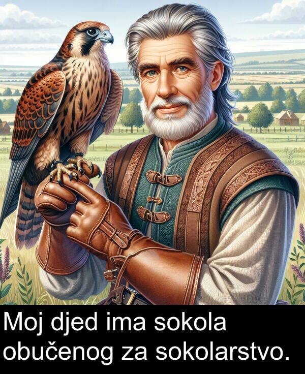 djed: Moj djed ima sokola obučenog za sokolarstvo.