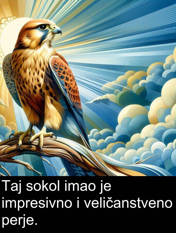 impresivno: Taj sokol imao je impresivno i veličanstveno perje.