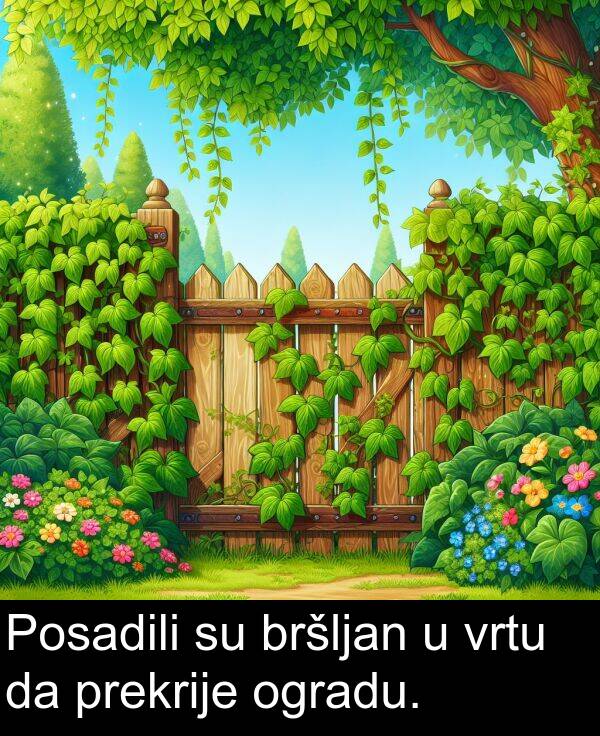 vrtu: Posadili su bršljan u vrtu da prekrije ogradu.