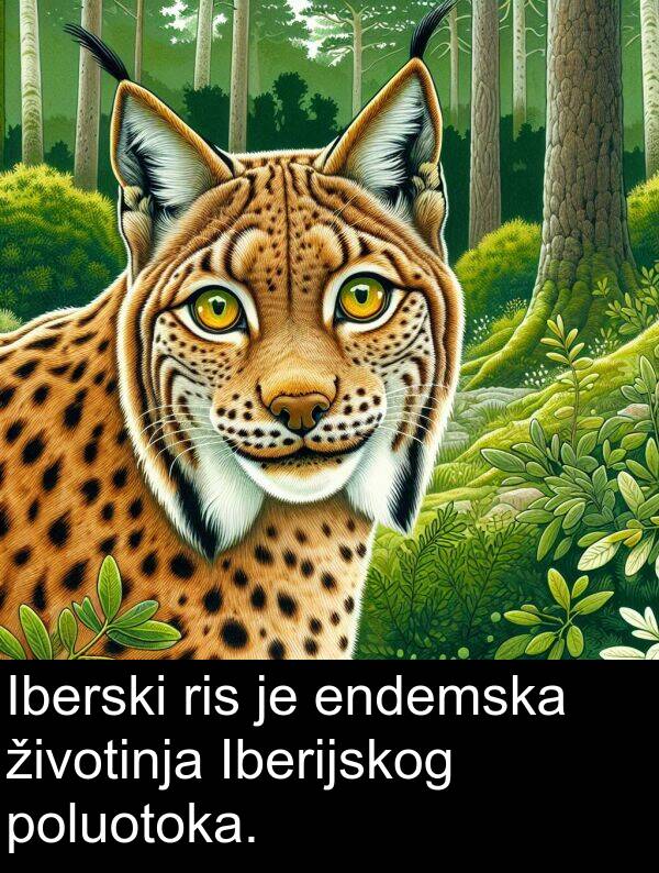 endemska: Iberski ris je endemska životinja Iberijskog poluotoka.