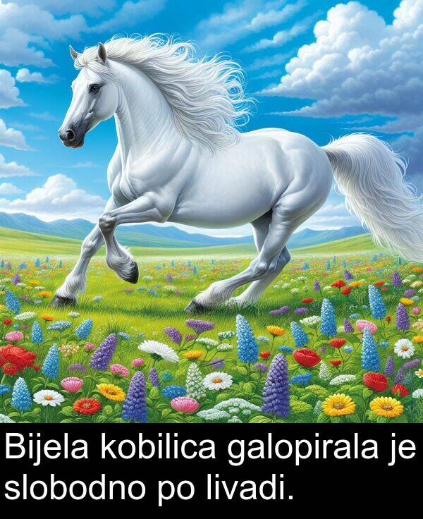 kobilica: Bijela kobilica galopirala je slobodno po livadi.