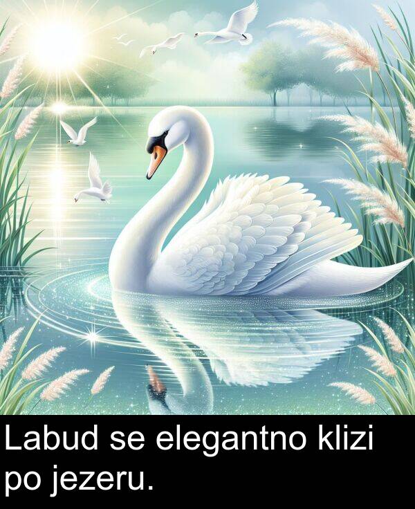 klizi: Labud se elegantno klizi po jezeru.