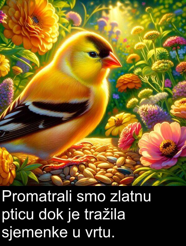 dok: Promatrali smo zlatnu pticu dok je tražila sjemenke u vrtu.