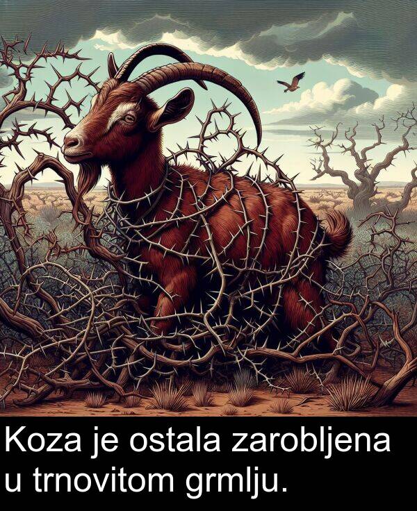zarobljena: Koza je ostala zarobljena u trnovitom grmlju.