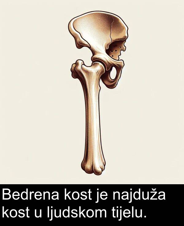 tijelu: Bedrena kost je najduža kost u ljudskom tijelu.