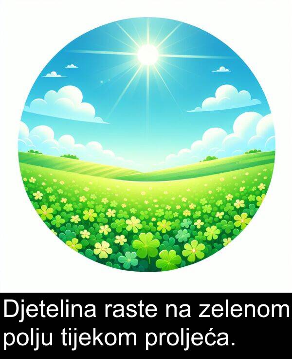 tijekom: Djetelina raste na zelenom polju tijekom proljeća.