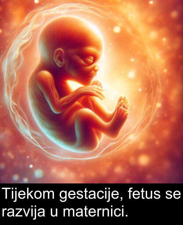 fetus: Tijekom gestacije, fetus se razvija u maternici.