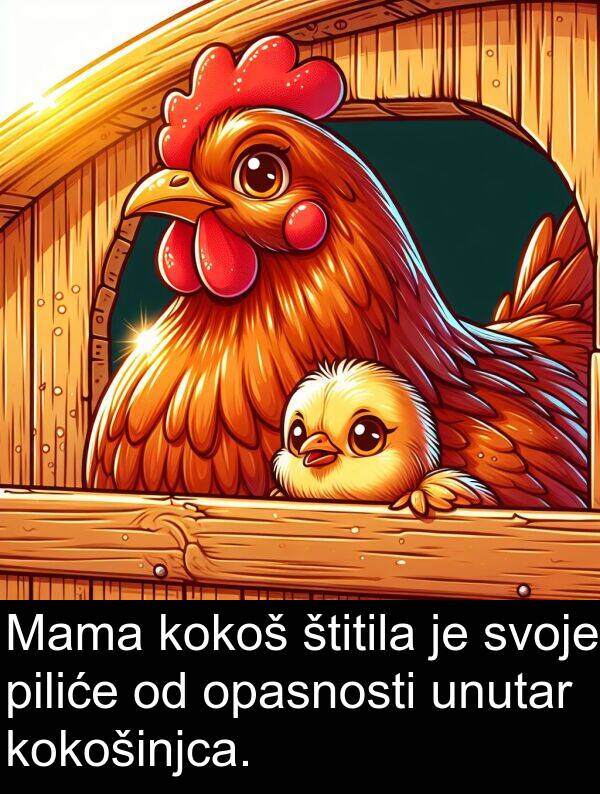 piliće: Mama kokoš štitila je svoje piliće od opasnosti unutar kokošinjca.