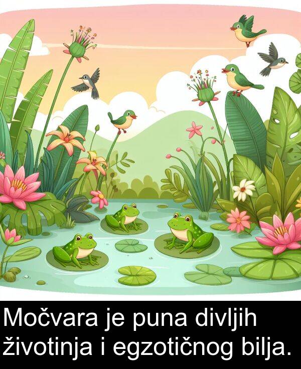 puna: Močvara je puna divljih životinja i egzotičnog bilja.