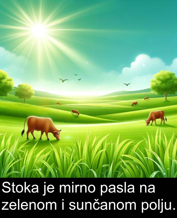 polju: Stoka je mirno pasla na zelenom i sunčanom polju.