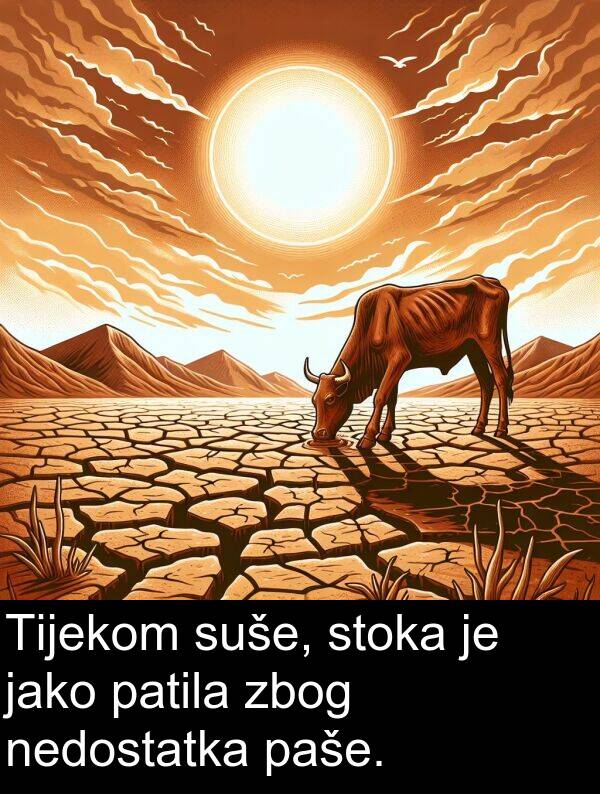 paše: Tijekom suše, stoka je jako patila zbog nedostatka paše.