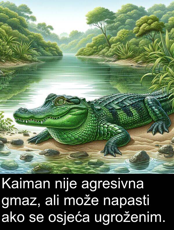 ako: Kaiman nije agresivna gmaz, ali može napasti ako se osjeća ugroženim.