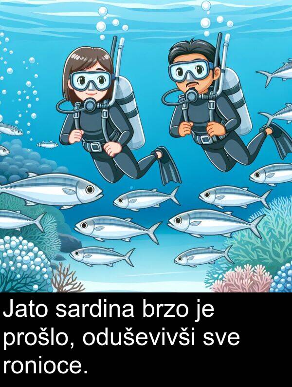 sardina: Jato sardina brzo je prošlo, oduševivši sve ronioce.