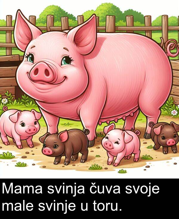 male: Mama svinja čuva svoje male svinje u toru.