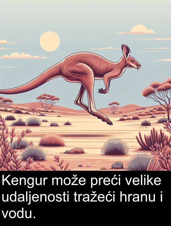 velike: Kengur može preći velike udaljenosti tražeći hranu i vodu.