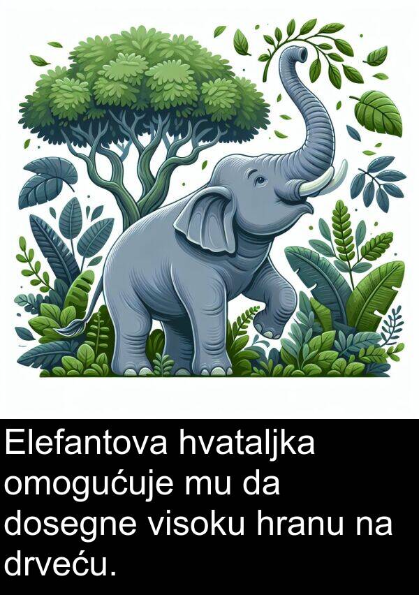visoku: Elefantova hvataljka omogućuje mu da dosegne visoku hranu na drveću.