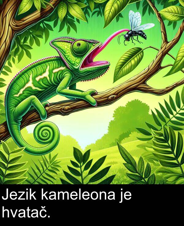 kameleona: Jezik kameleona je hvatač.