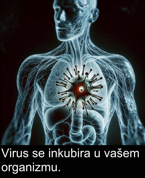 inkubira: Virus se inkubira u vašem organizmu.