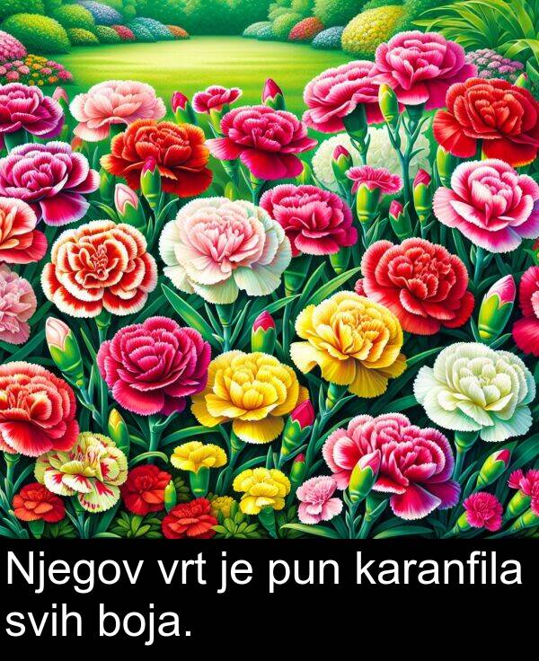 karanfila: Njegov vrt je pun karanfila svih boja.