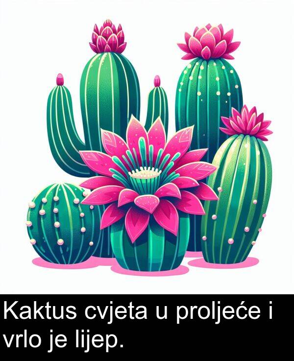 proljeće: Kaktus cvjeta u proljeće i vrlo je lijep.
