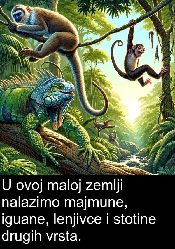 iguane: U ovoj maloj zemlji nalazimo majmune, iguane, lenjivce i stotine drugih vrsta.